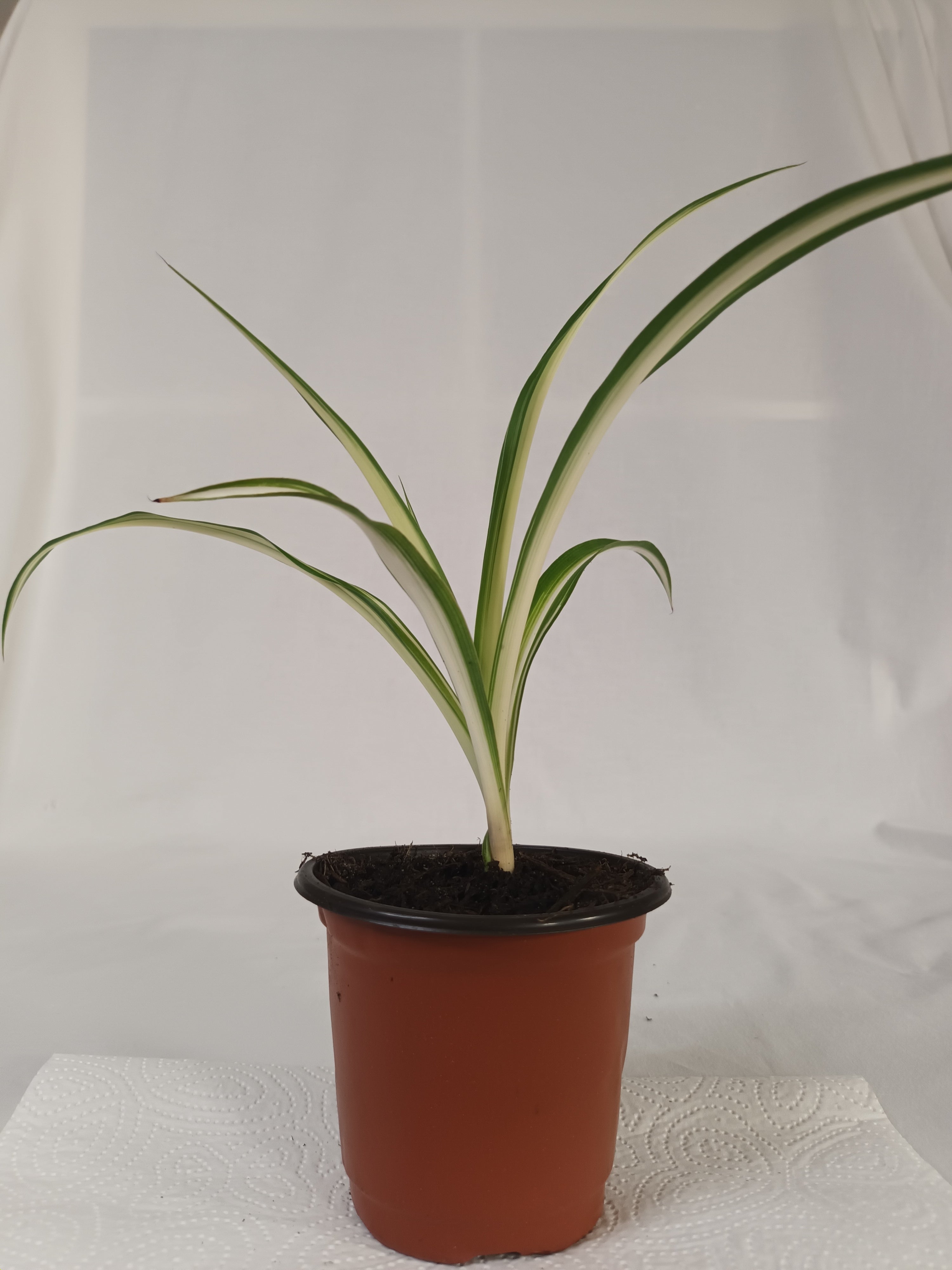 2x Grünlilie Jungpflanze