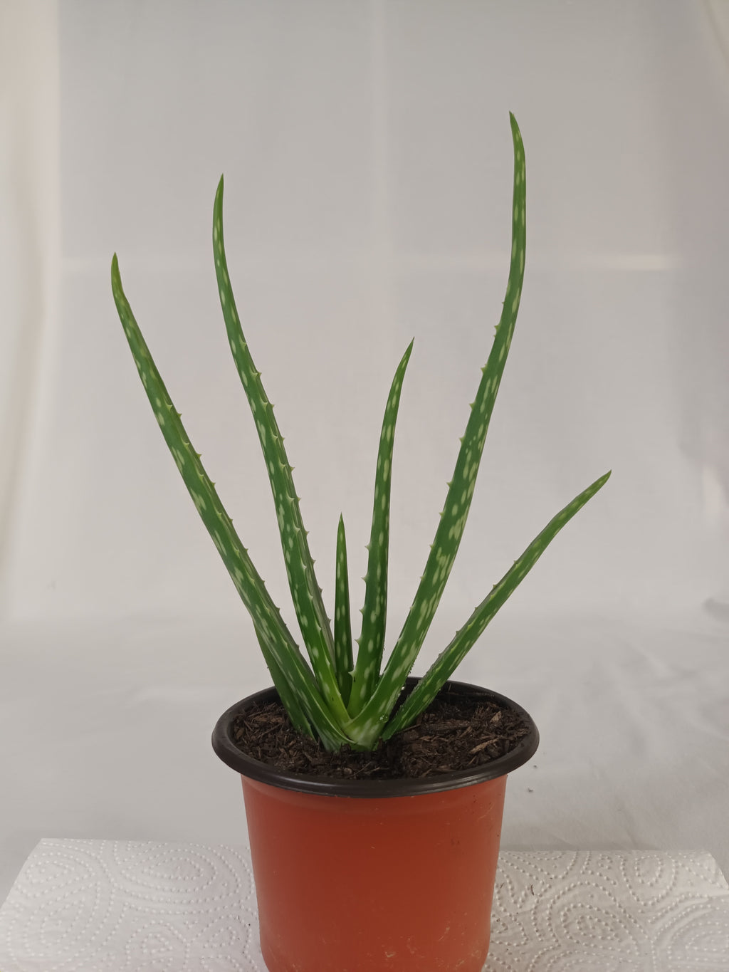 2x Aloe Vera Jungpflanze