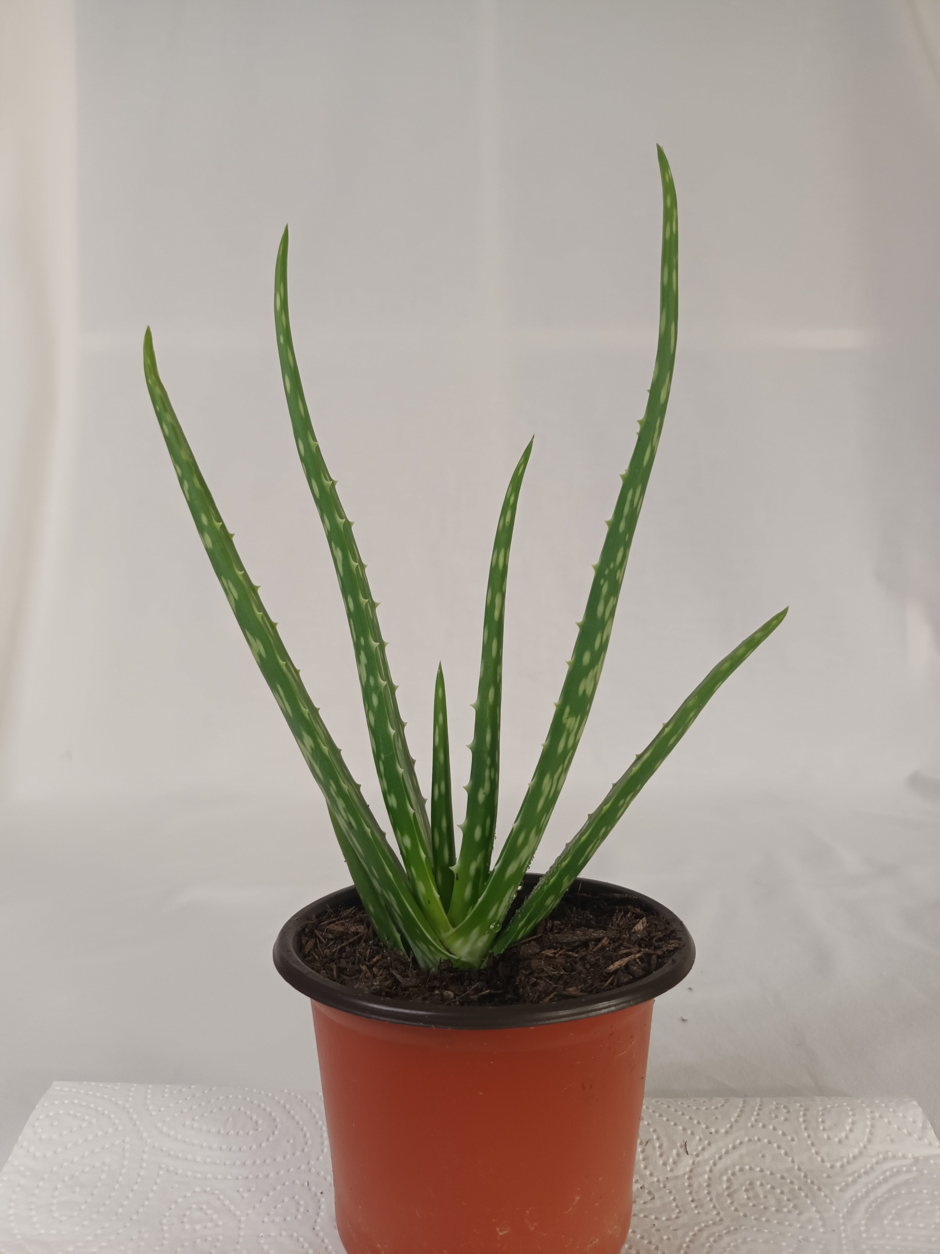 2x Aloe Vera Jungpflanze