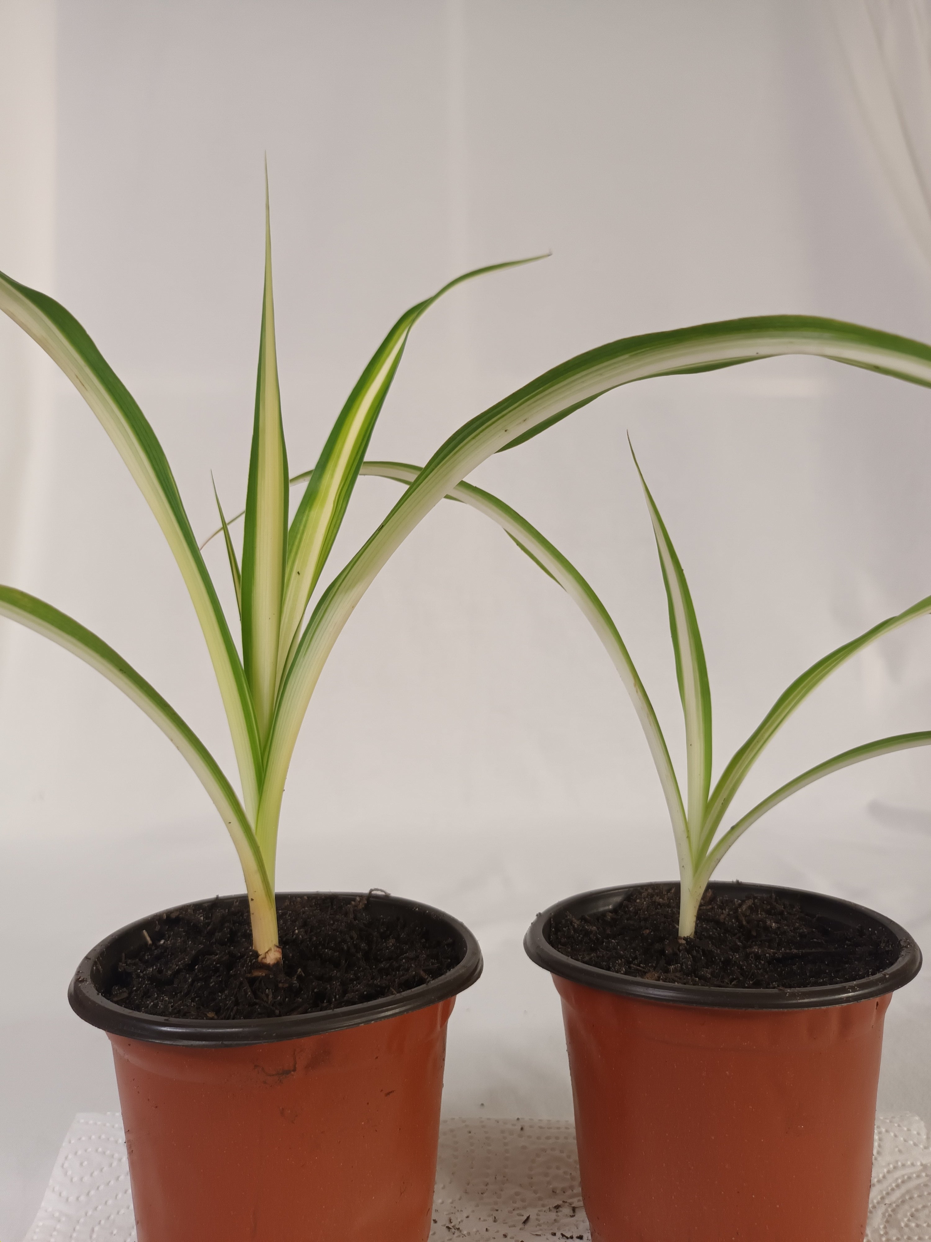 2x Grünlilie Jungpflanze