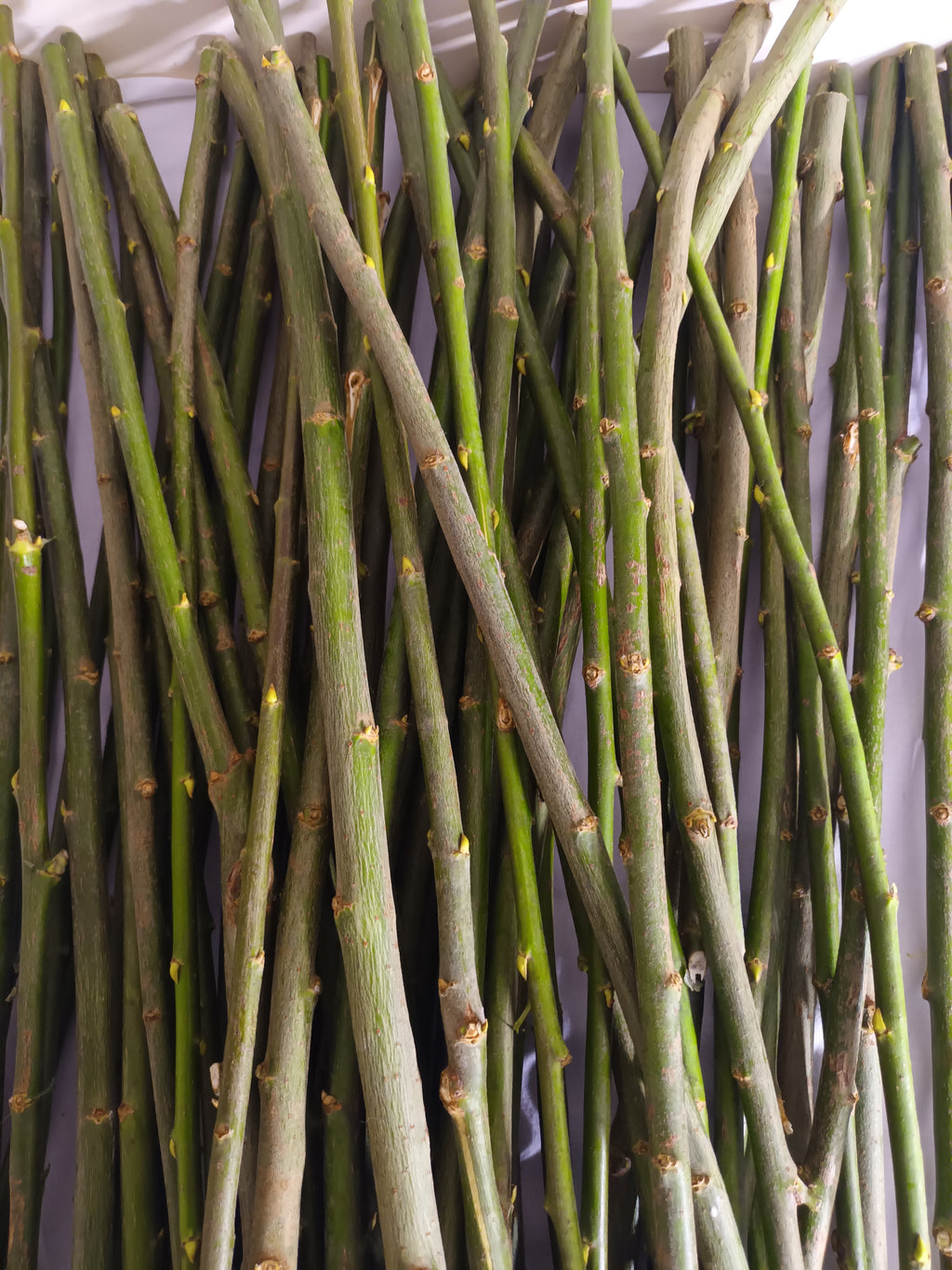 10 Weidenstäbe – 60 cm – Ø 0–3 cm – Natur, Holz, DIY, Basteln