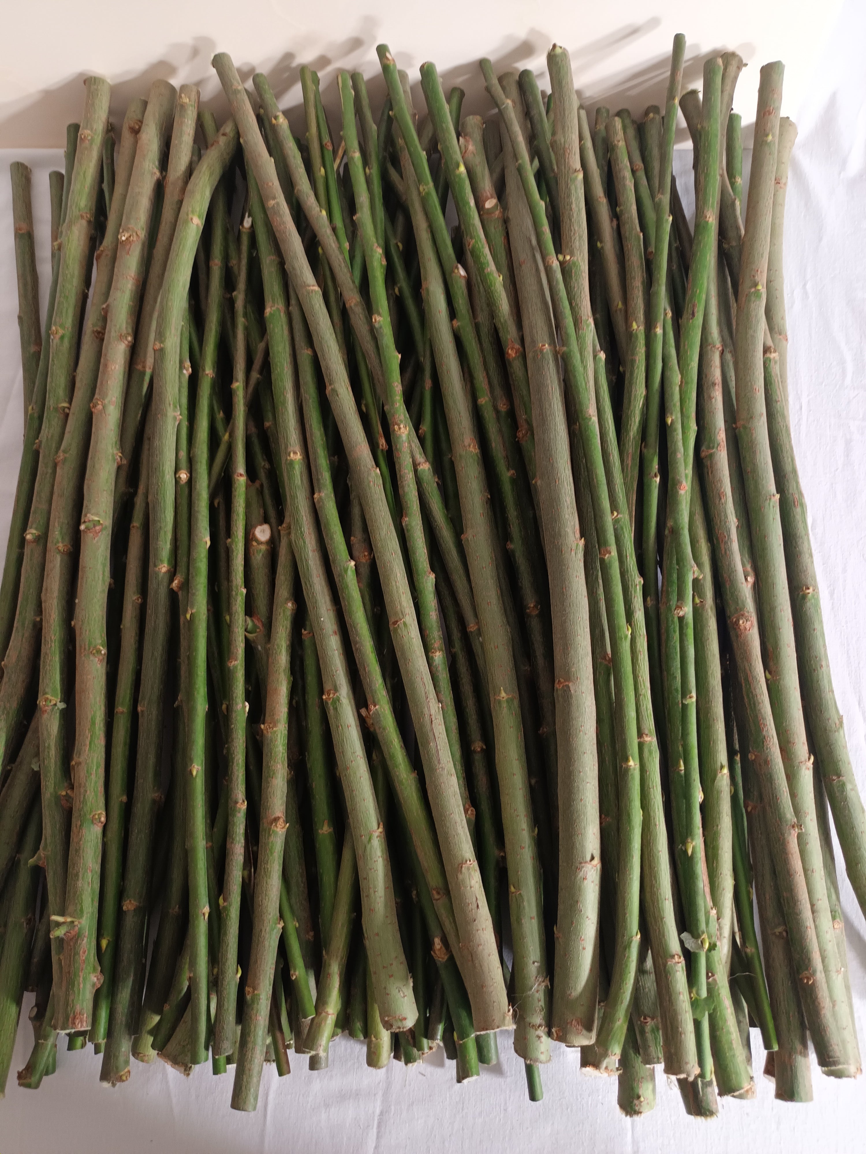 10 Weidenstäbe – 30 cm – Ø 0–2 cm – Natur, Holz, DIY, Basteln