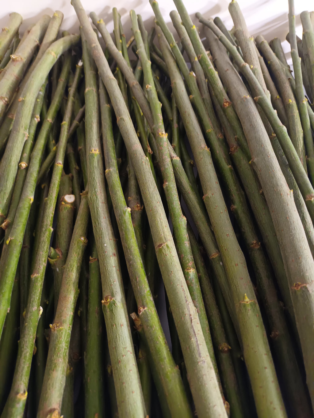 10 Weidenstäbe – 60 cm – Ø 0–3 cm – Natur, Holz, DIY, Basteln