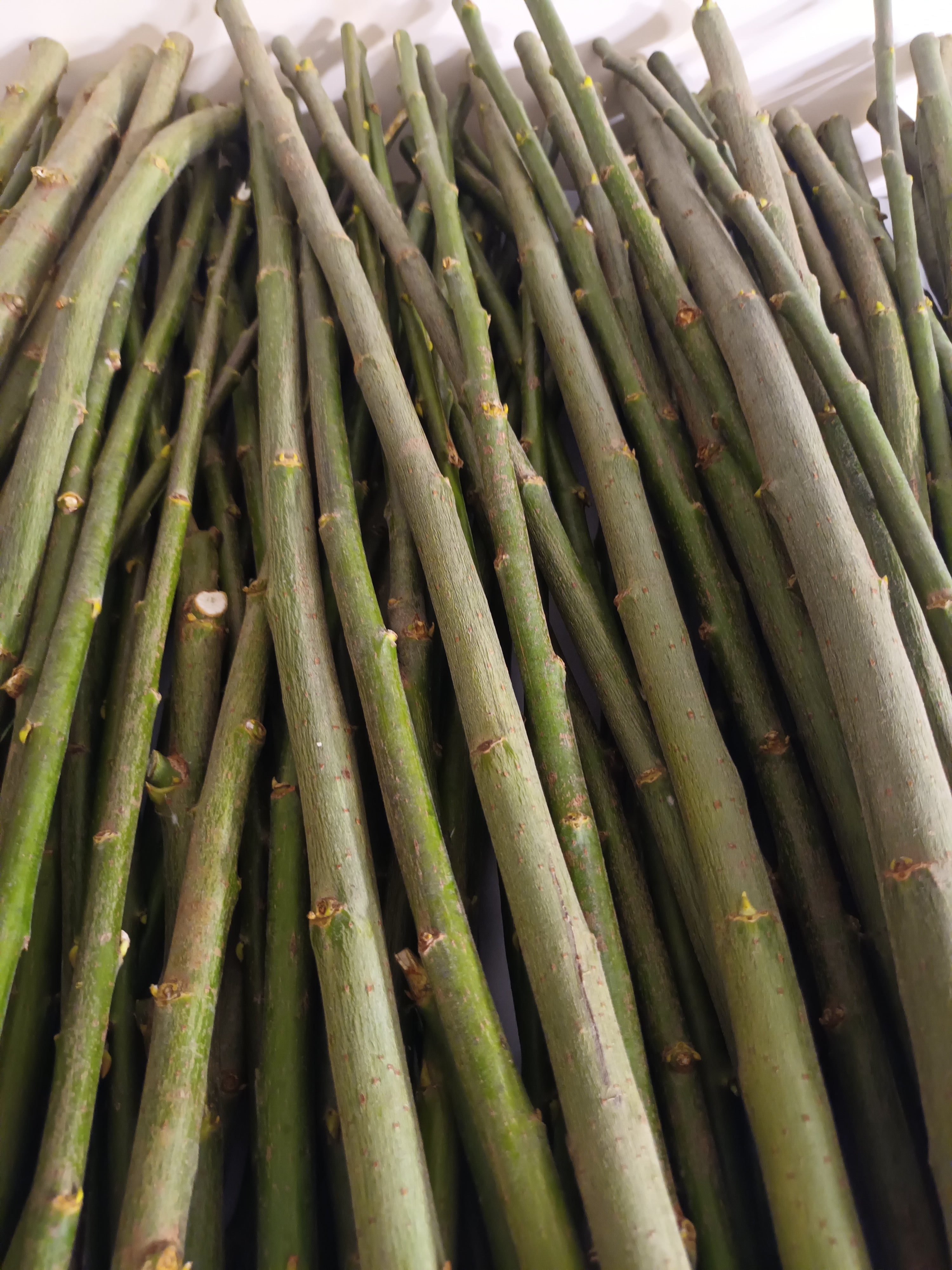 10 Weidenstäbe – 60 cm – Ø 0–3 cm – Natur, Holz, DIY, Basteln