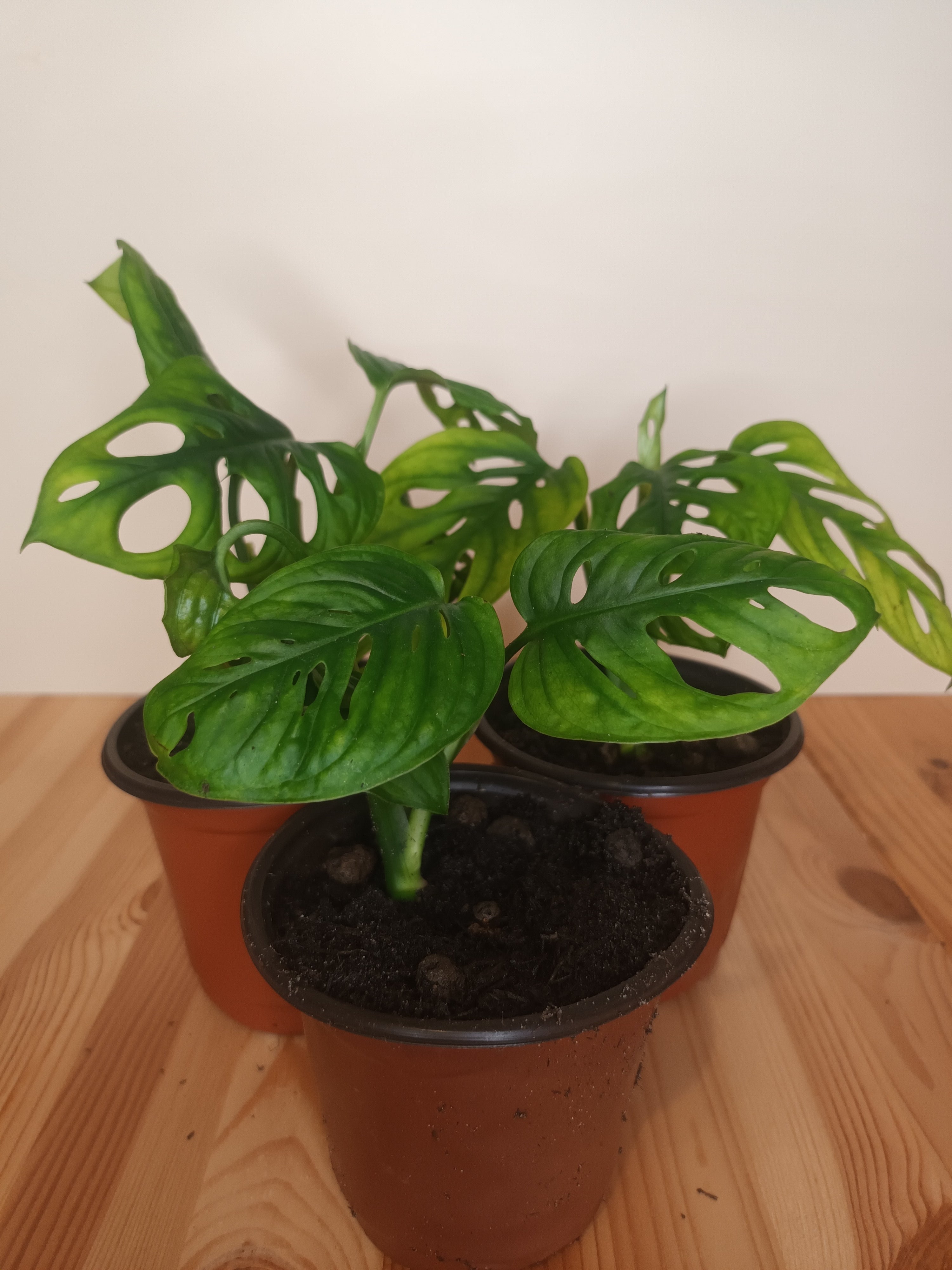 Monstera adansonii - Monkey Leaf