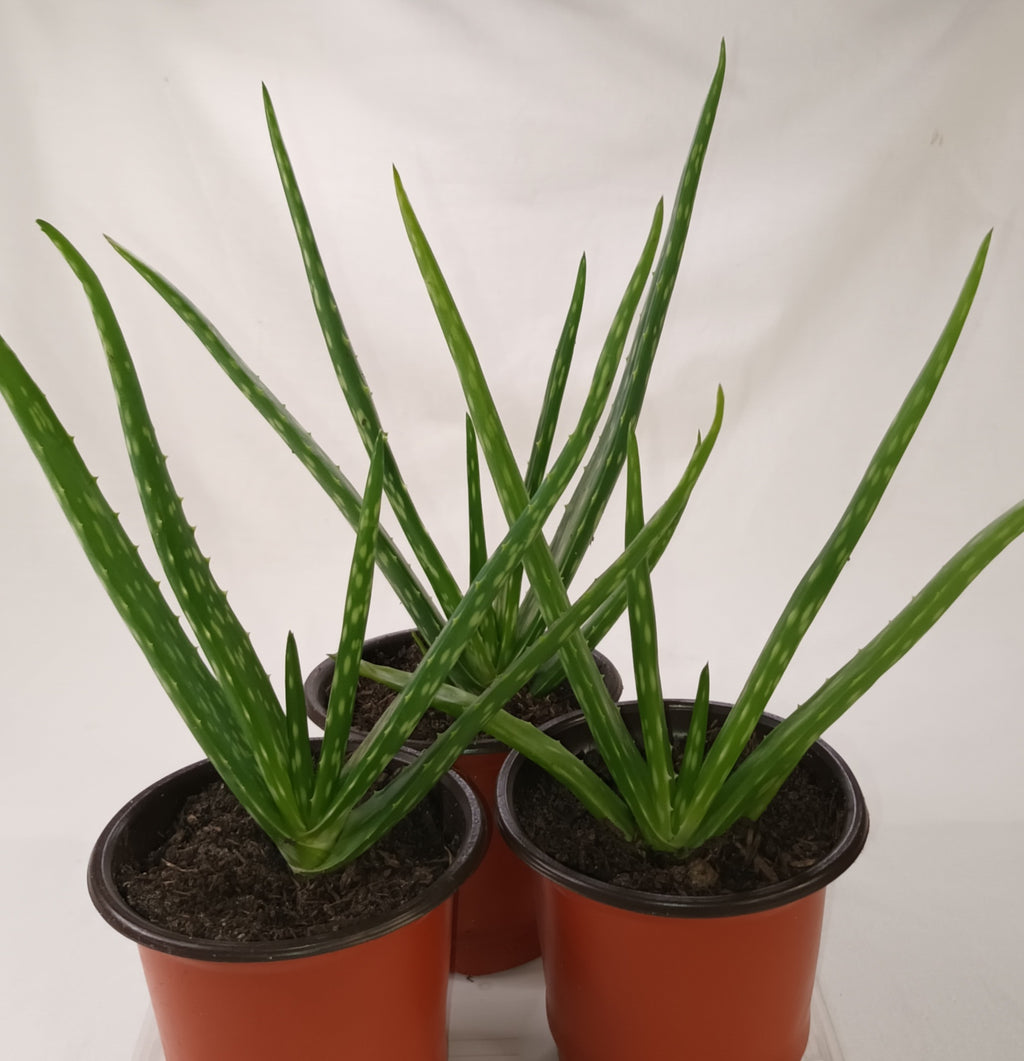 2x Aloe Vera Jungpflanze