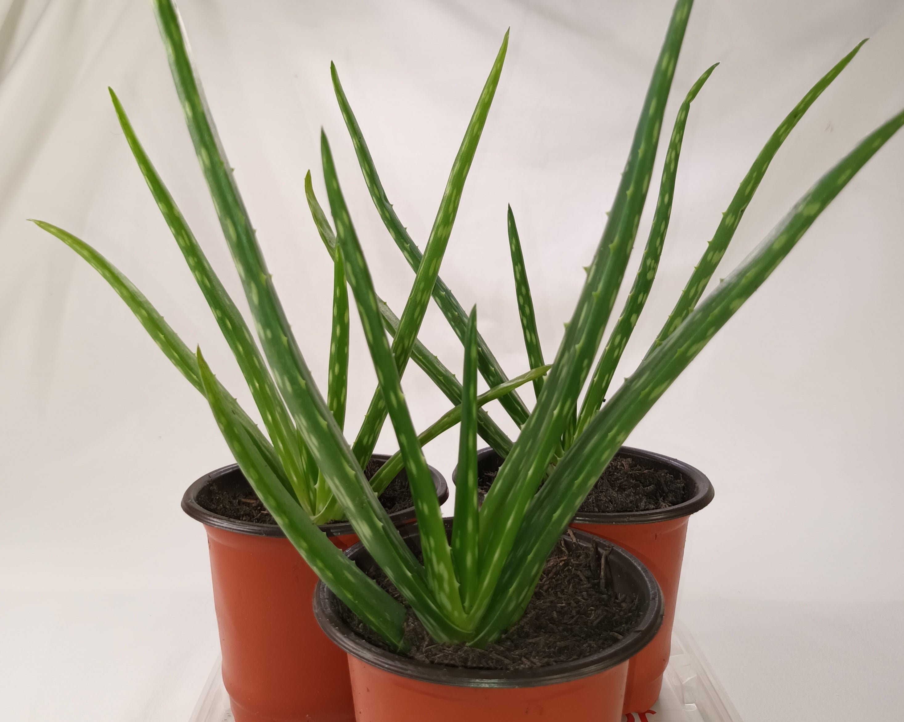 Aloe Vera Jungpflanze