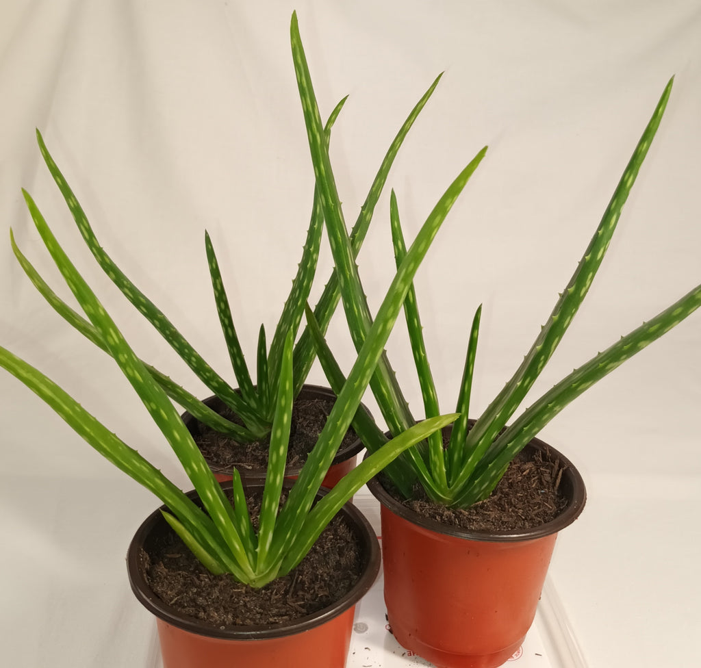 Aloe Vera Jungpflanze
