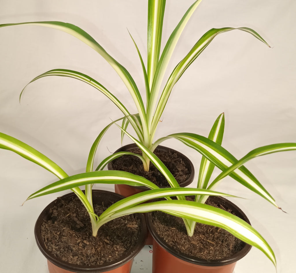 Grünlilie Jungpflanze