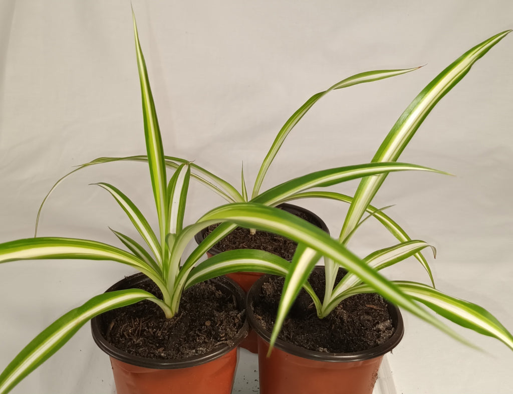 Grünlilie Jungpflanze