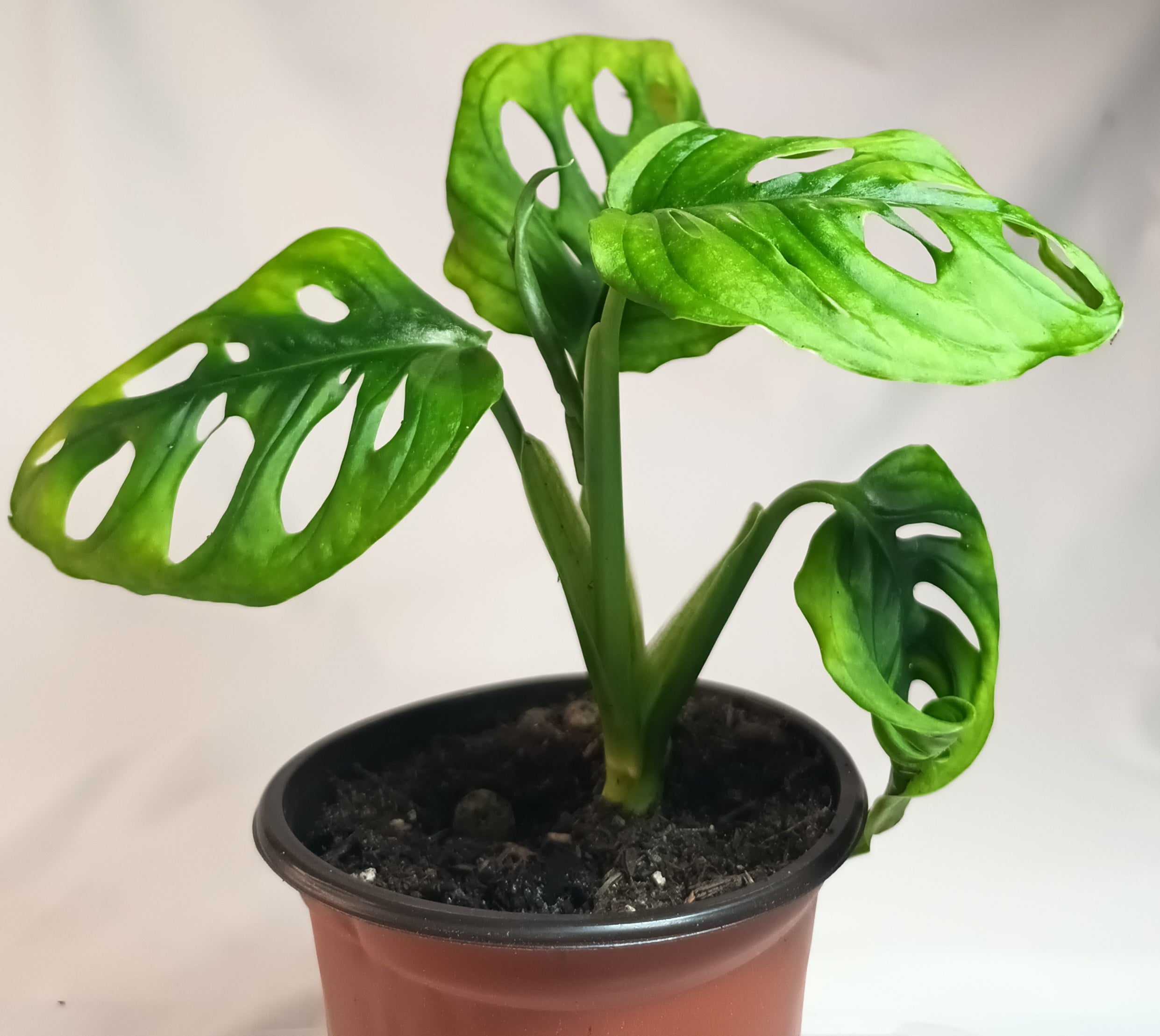 Monstera adansonii - Monkey Leaf