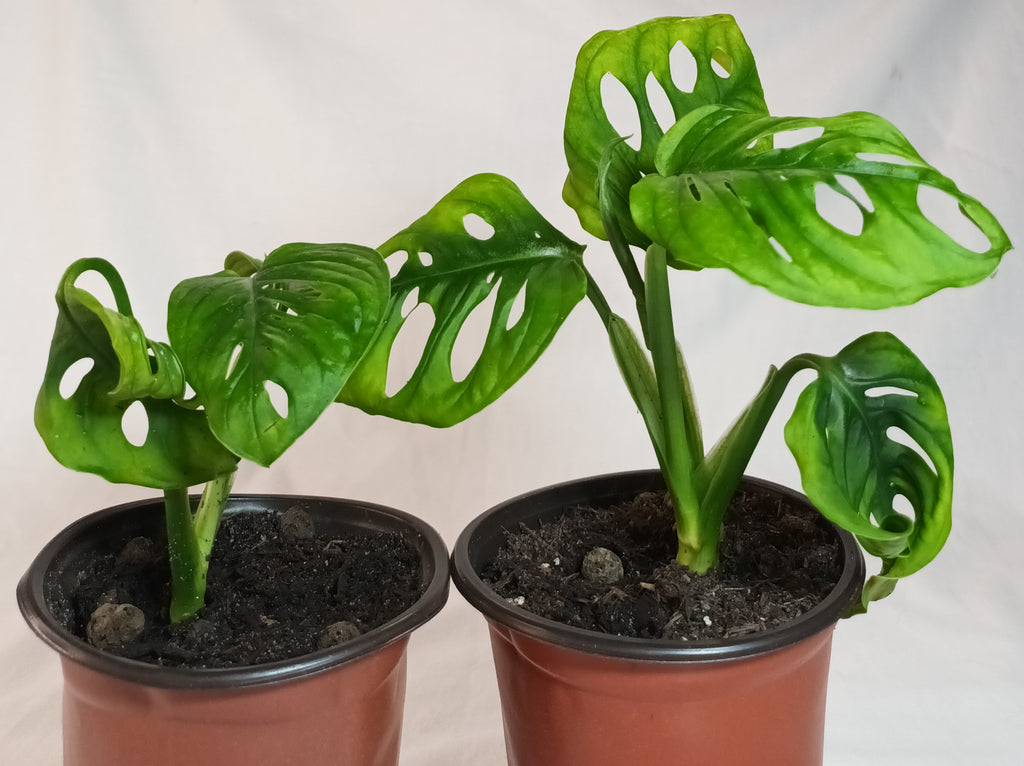 Monstera adansonii - Monkey Leaf