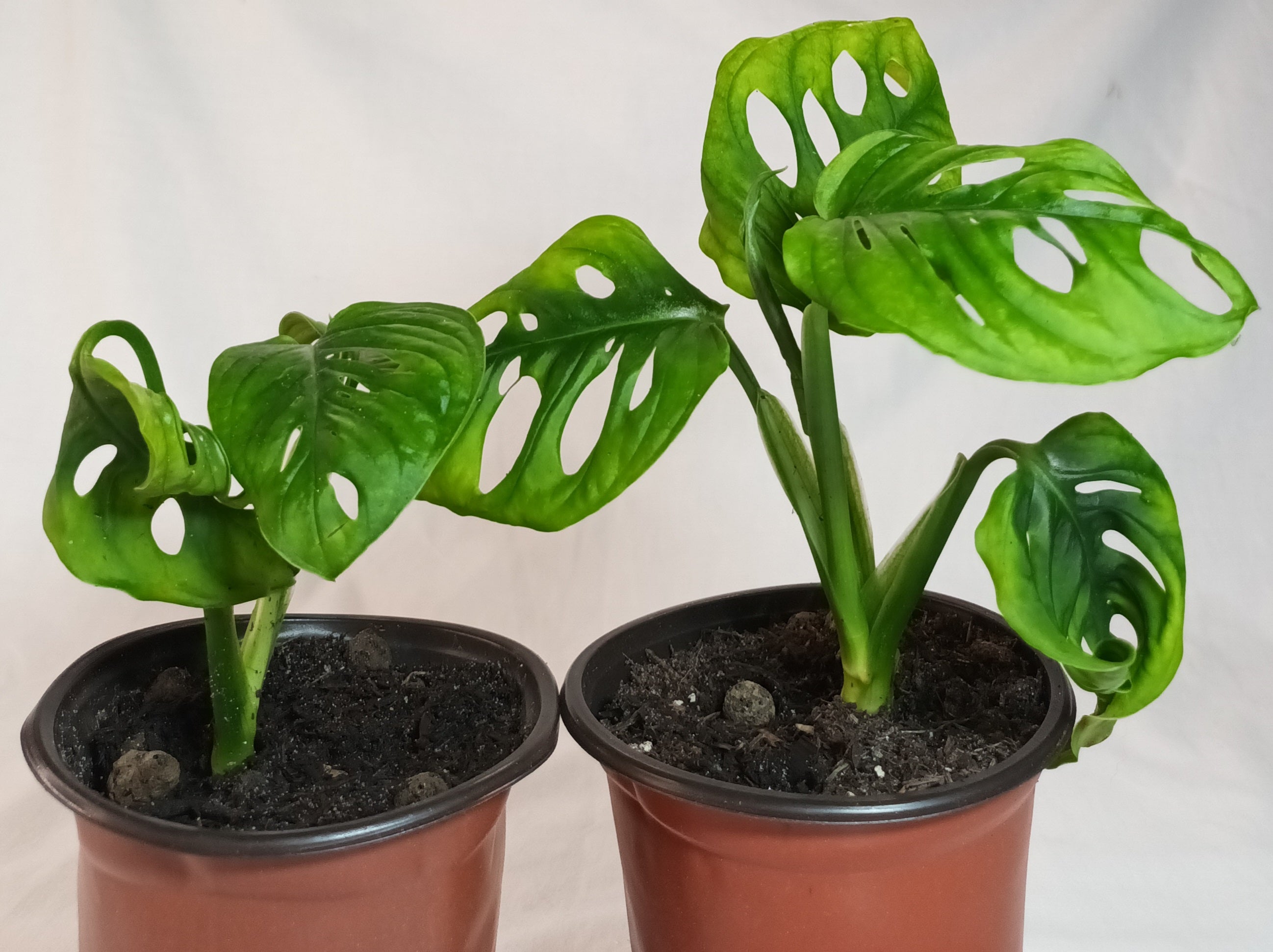 Monstera adansonii - Monkey Leaf