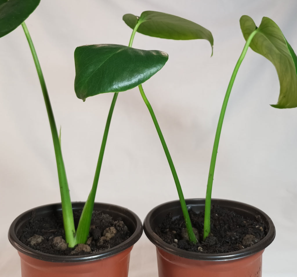 Monstera deliciosa - Fensterblatt