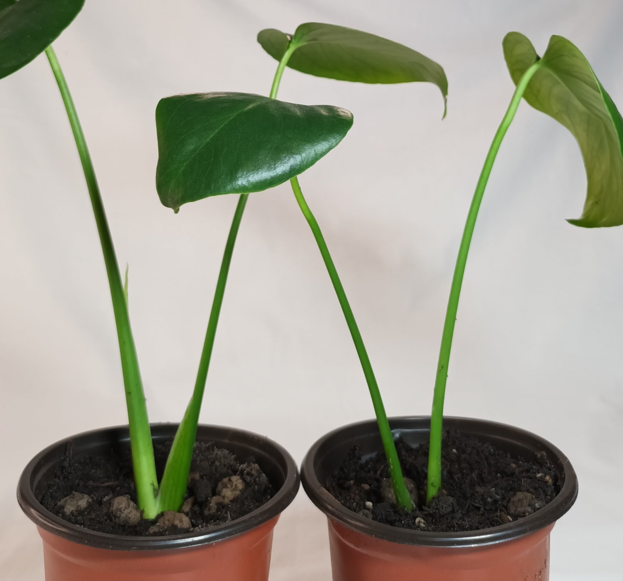 Monstera deliciosa - Fensterblatt
