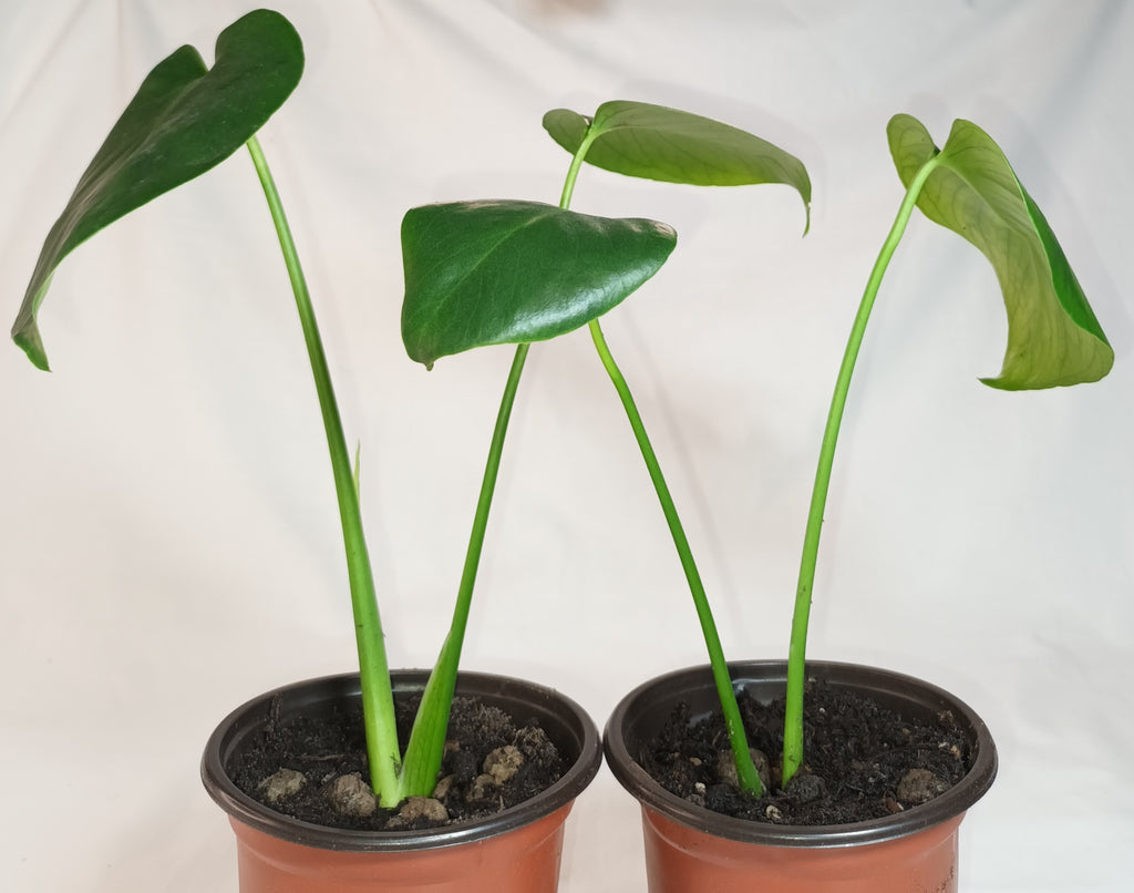 Monstera deliciosa - Fensterblatt