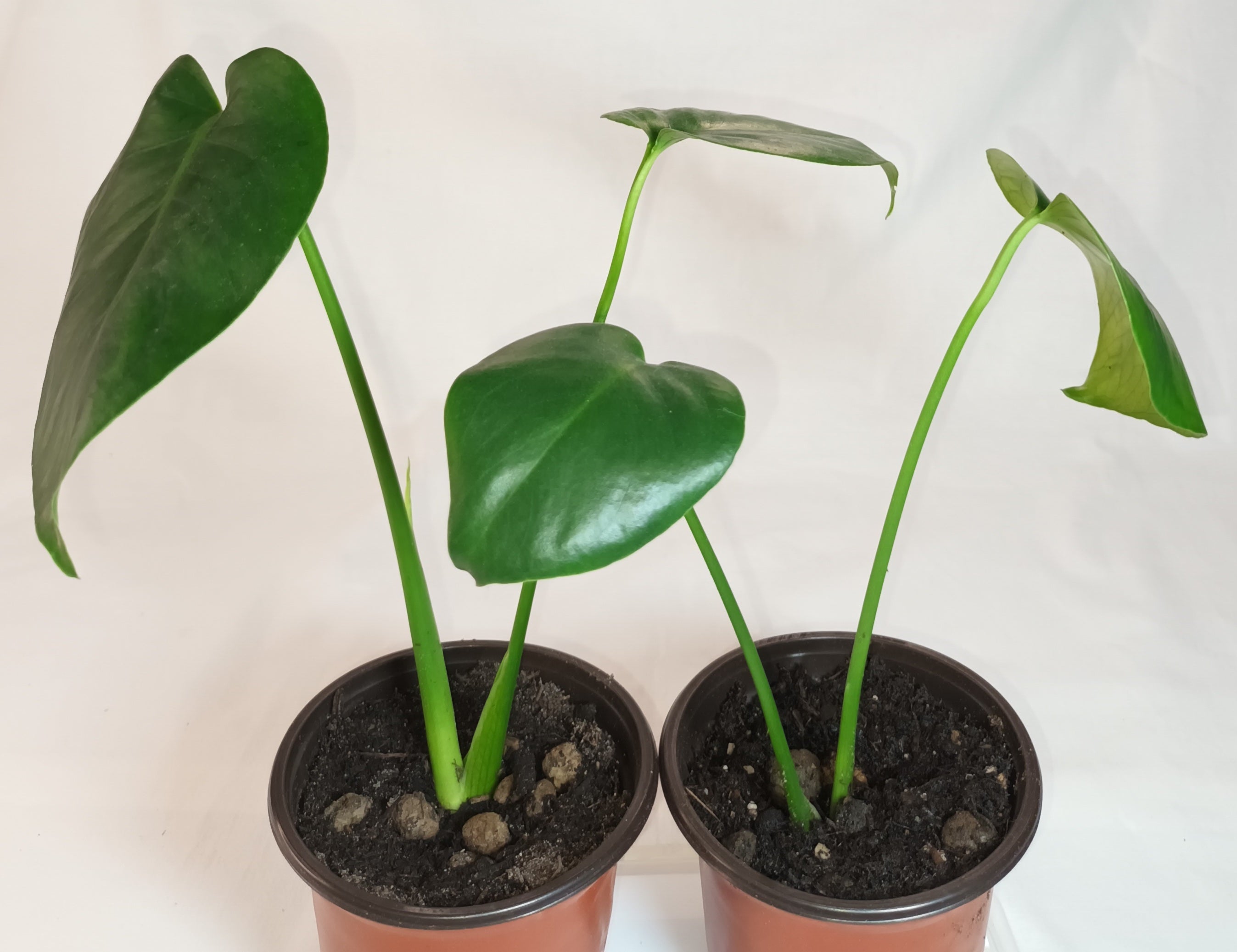 Monstera deliciosa - Fensterblatt