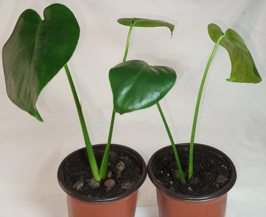 Monstera deliciosa - Fensterblatt
