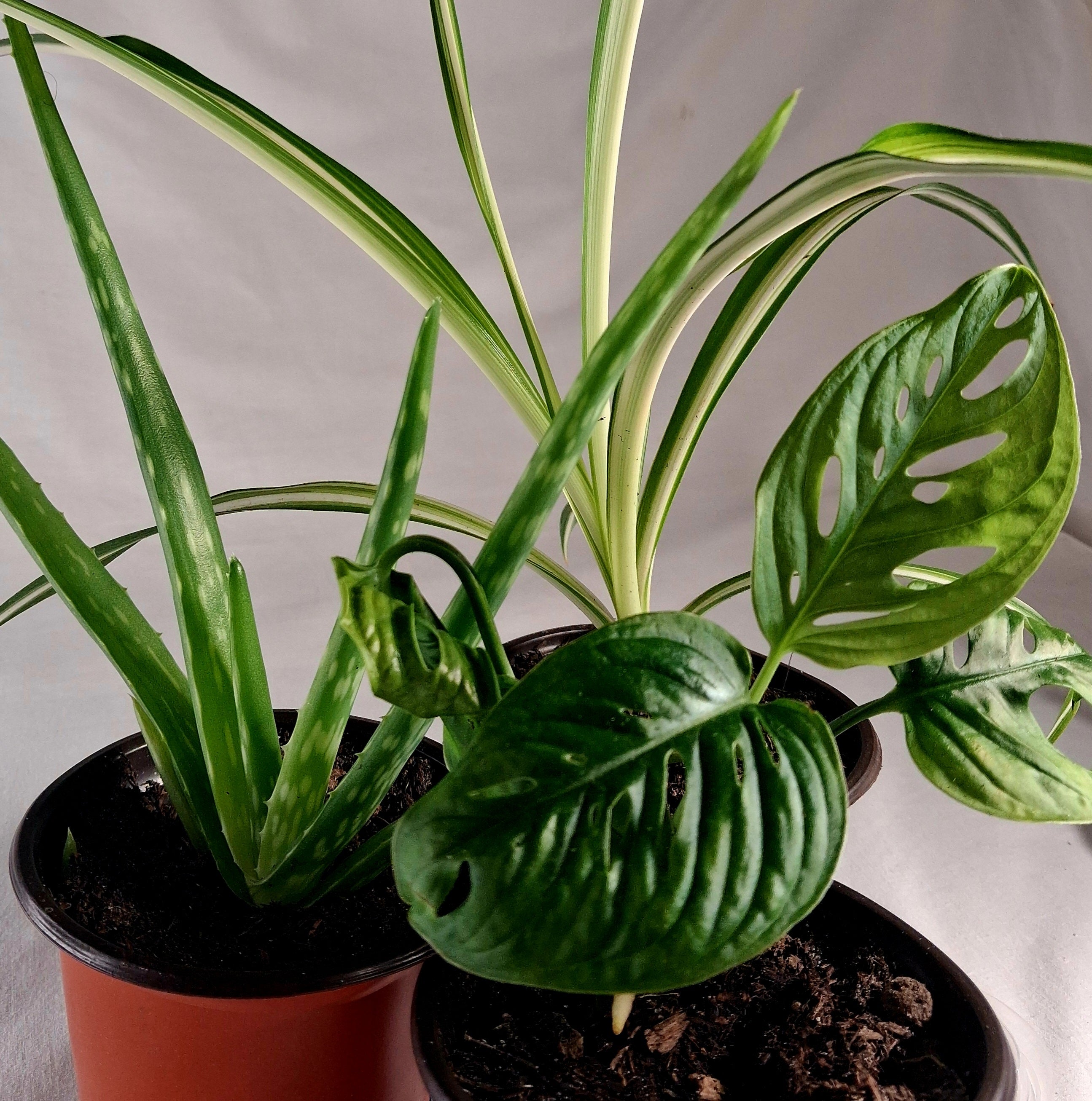 Pflanzenpaket für Zuhause - 3er Bundle | Aloe • Monstera • Grünlilie | Geschenkidee