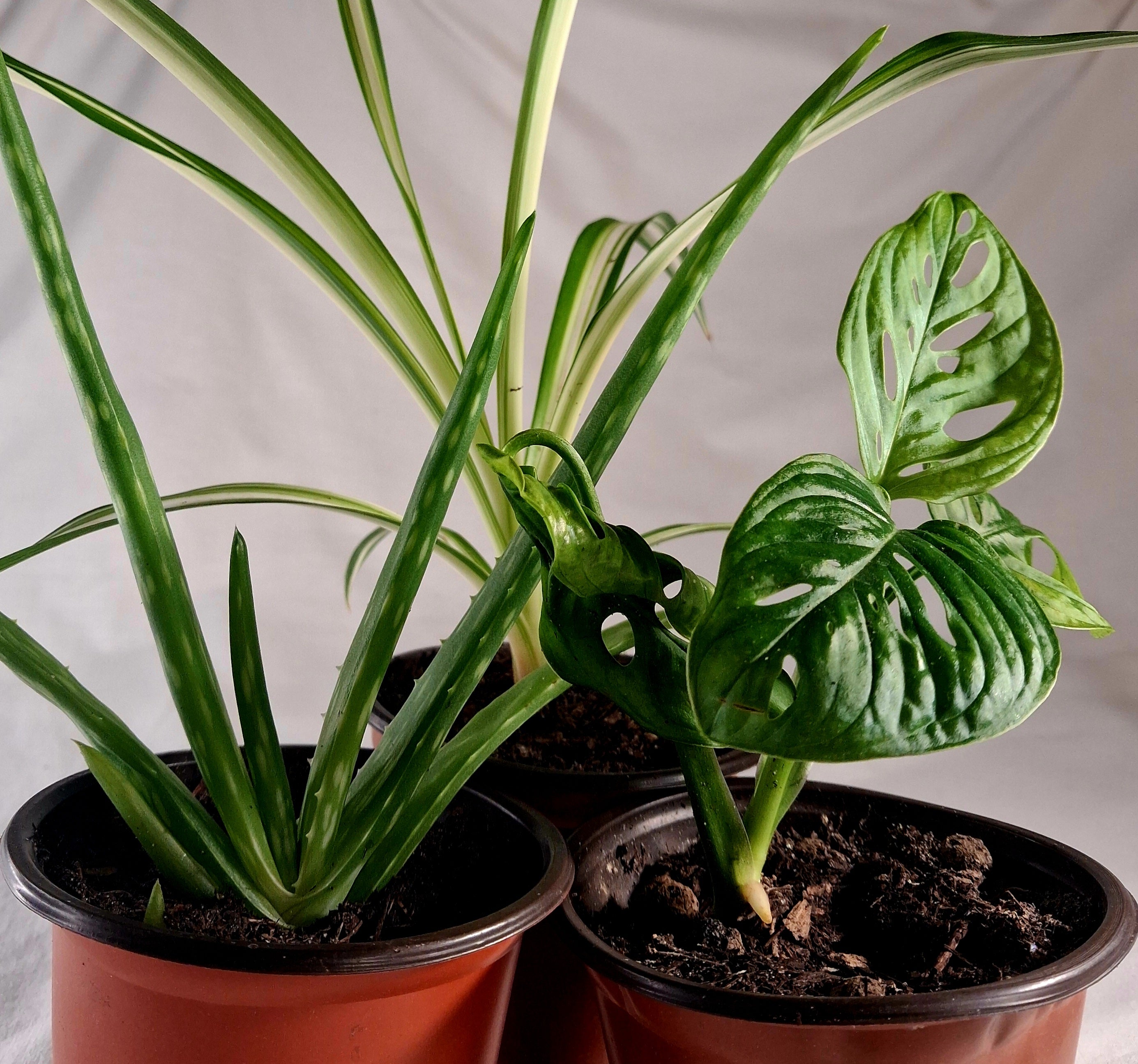 Pflanzenpaket für Zuhause - 3er Bundle | Aloe • Monstera • Grünlilie | Geschenkidee