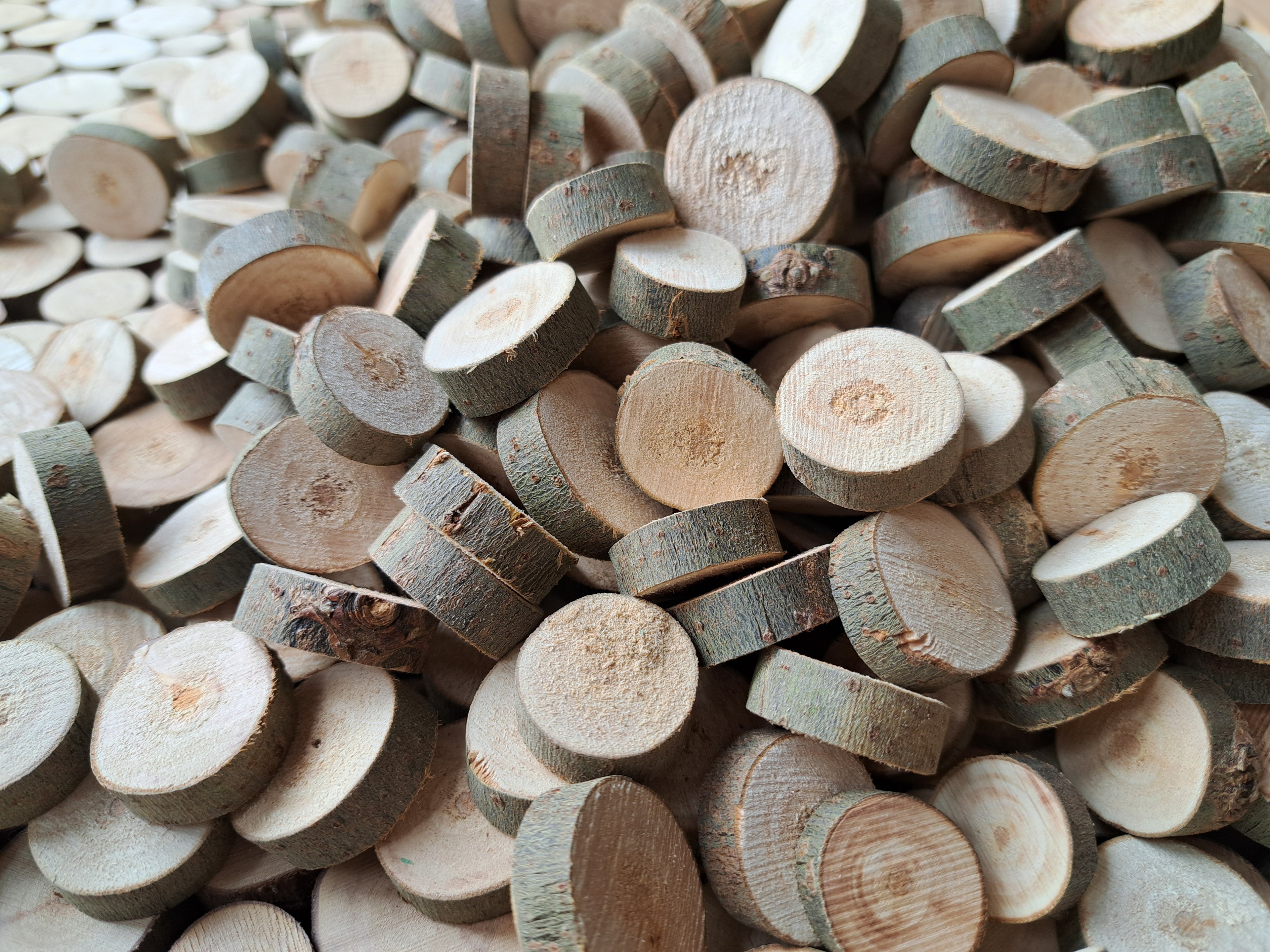 50 Holzscheiben aus Weide – handgeschnitten & naturbelassen